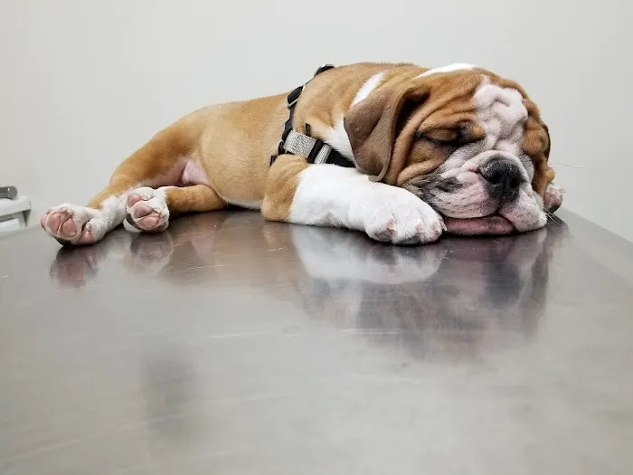 Fresh Pond Animal Hospital Picture 10