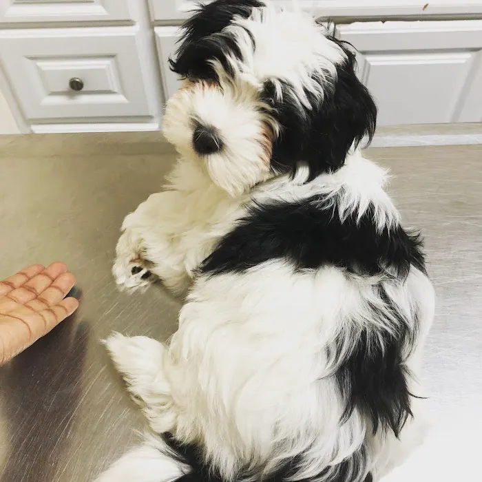 Fresh Pond Animal Hospital Picture 8