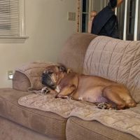 North Andover Haverhill Animal Hospital ico