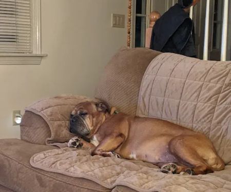 North Andover Haverhill Animal Hospital
