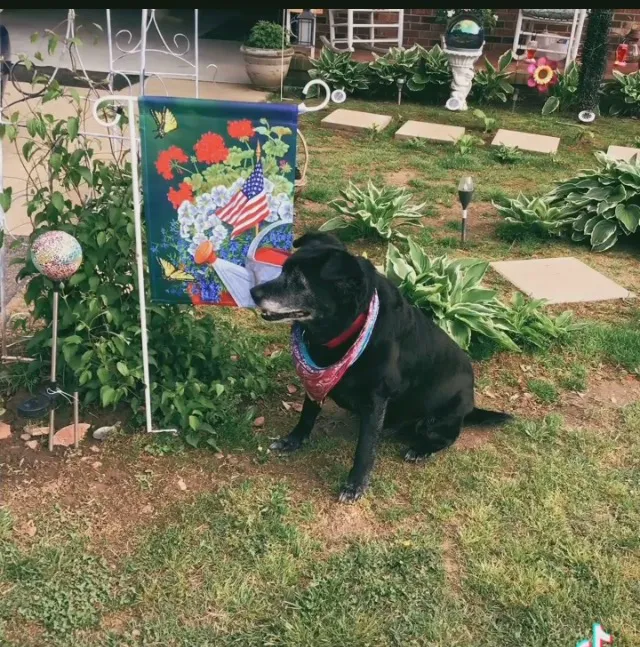 Stoneville Veterinary Clinic/Muddy Dog Veterinary Hospital Picture 6