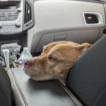 Wentworth Animal Hospital PLLC