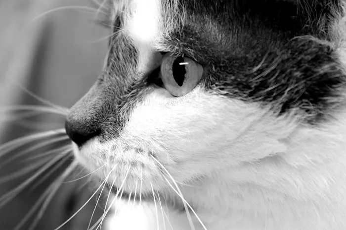 Portage Animal Clinic Picture 9