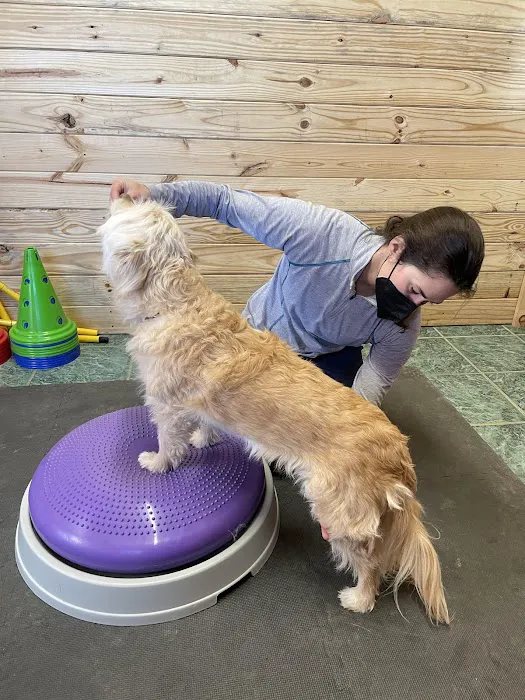 Veterinary Rehabilitation Services of Virginia Picture 1
