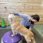 Veterinary Rehabilitation Services of Virginia