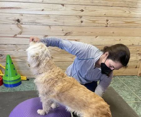Veterinary Rehabilitation Services of Virginia