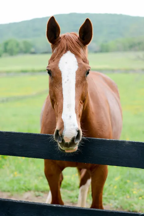 Veterinary Rehabilitation Services of Virginia Picture 4