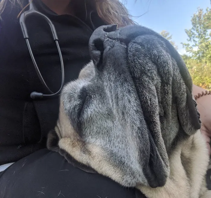 Atlas Veterinary Urgent Care Picture 2