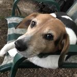 Veterinary Hospital of Oak Ridge