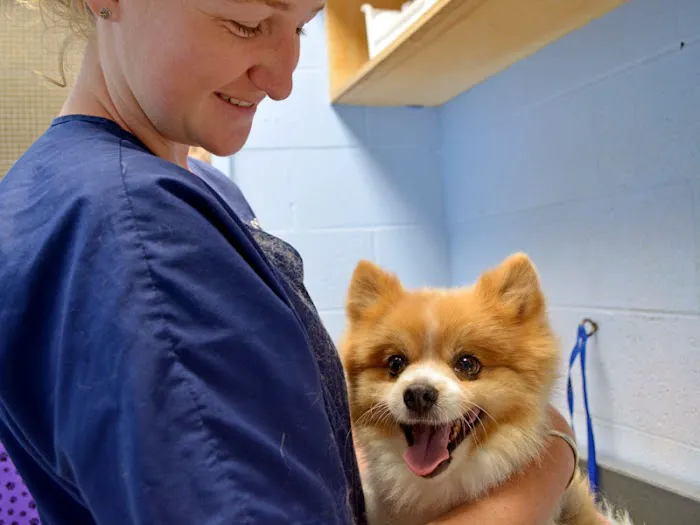Companion Animal Clinic Picture 1