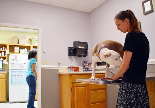 Companion Animal Clinic Picture 2