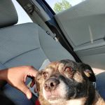 Pet Guards Clinic: A Cuyahoga Falls Veterinarian