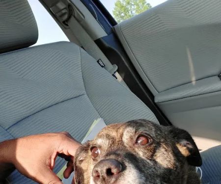 Pet Guards Clinic: A Cuyahoga Falls Veterinarian