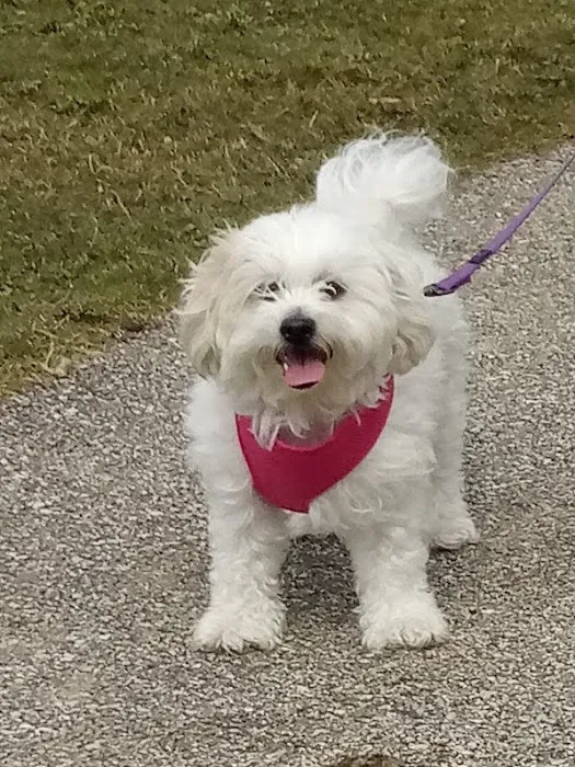 Pet Guards Clinic: A Cuyahoga Falls Veterinarian Picture 7