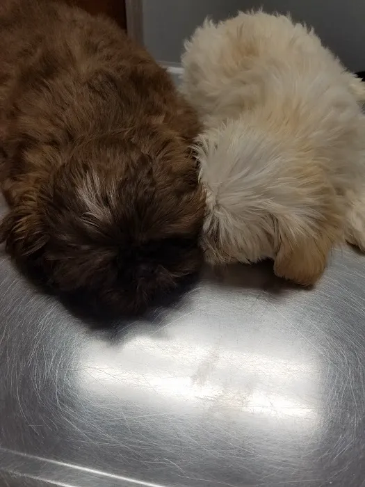 Pet Guards Clinic: A Cuyahoga Falls Veterinarian Picture 10