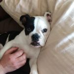 Vetco Total Care Animal Hospital