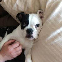Vetco Total Care Animal Hospital ico