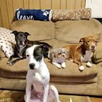 Harmony Heights Animal Hospital - James O Arnold DVM