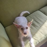 Oakes Animal Hospital ico