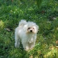 Forest Oaks Animal Hospital: Kleisch Rodger DVM ico