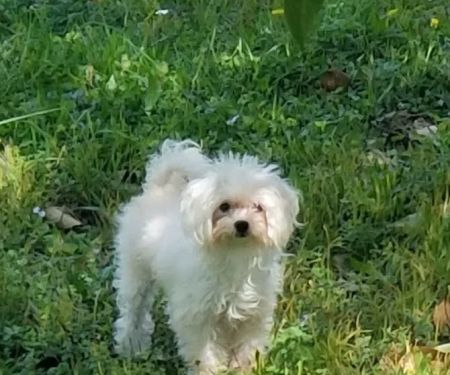 Forest Oaks Animal Hospital: Kleisch Rodger DVM
