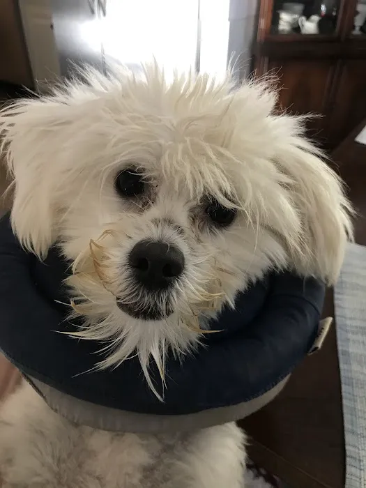 Forest Oaks Animal Hospital: Kleisch Rodger DVM Picture 9