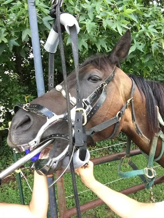 Four Seasons Equine Veterinary Service Picture 7