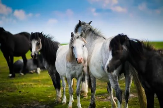 Four Seasons Equine Veterinary Service Picture 3