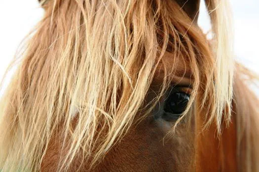 Four Seasons Equine Veterinary Service Picture 5