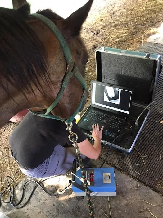 Four Seasons Equine Veterinary Service Picture 6