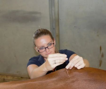 Four Seasons Equine Veterinary Service