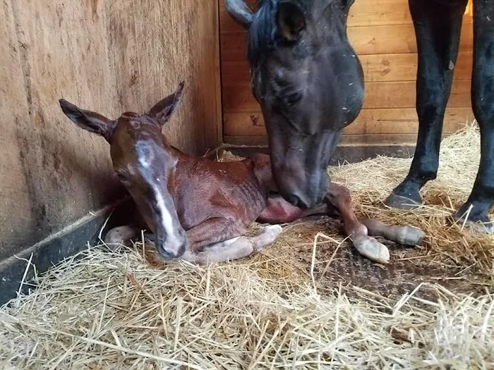 Four Seasons Equine Veterinary Service Picture 9
