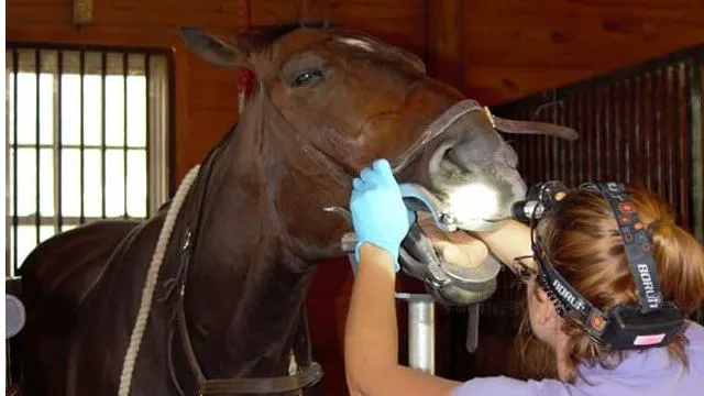Four Seasons Equine Veterinary Service Picture 8