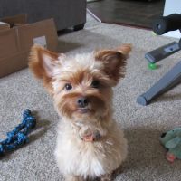 Kroner Animal Care ico