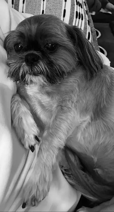 Northpointe Veterinary Care Picture 1