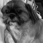 Northpointe Veterinary Care