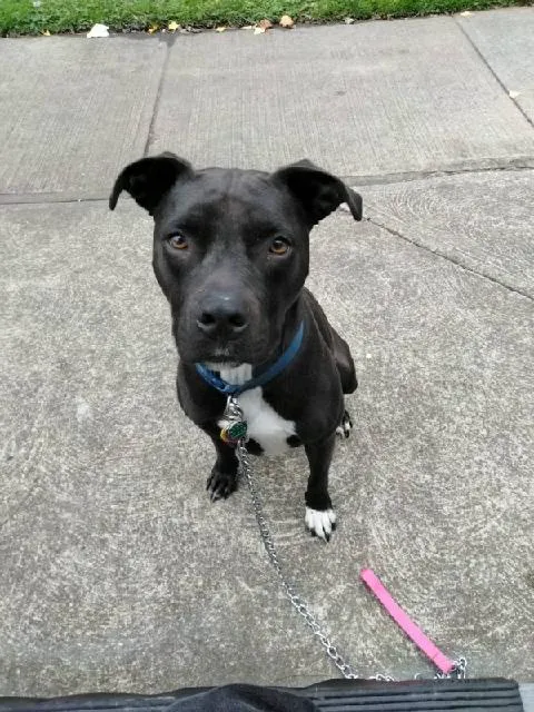 Gateway Animal Clinic Picture 4