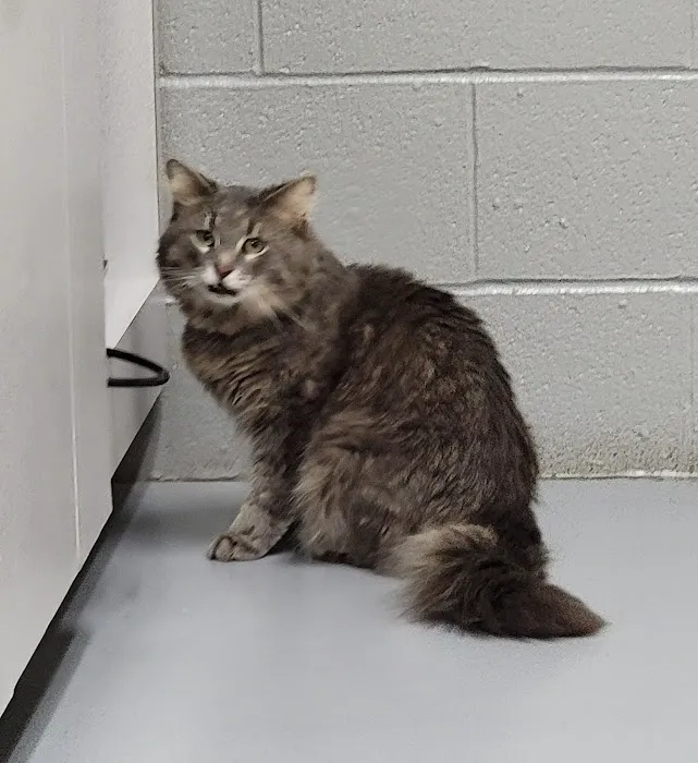 Gateway Animal Clinic Picture 6