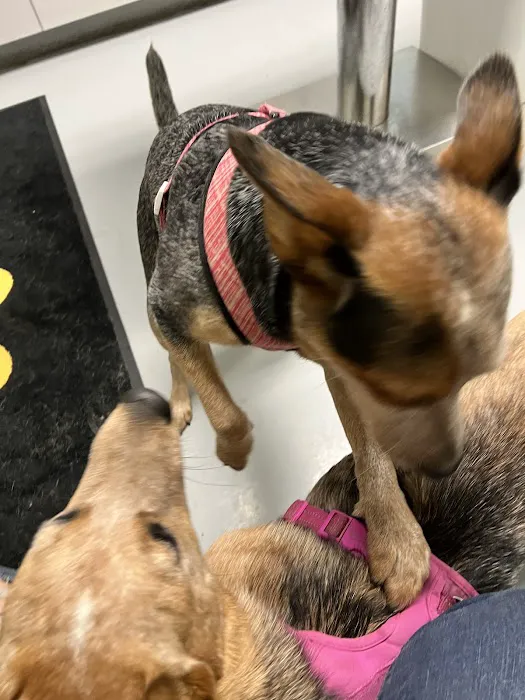 Gateway Animal Clinic Picture 10