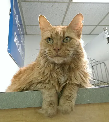 Triangle Veterinary Hospital Picture 1
