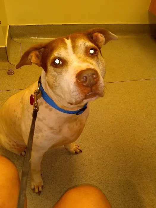 Triangle Veterinary Hospital Picture 6