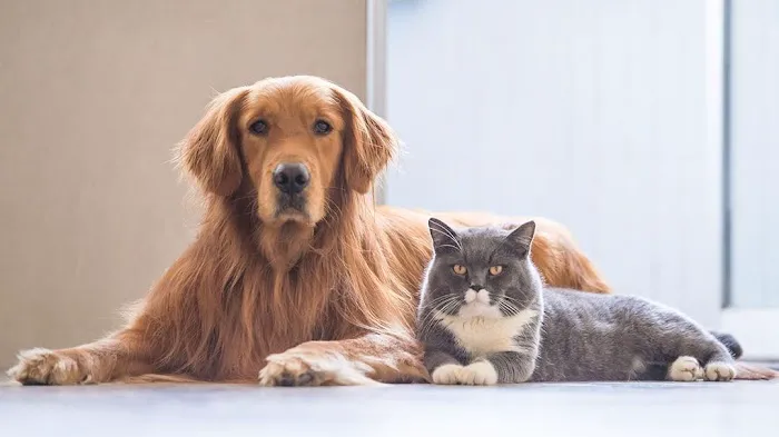 French Town Veterinary Clinic Picture 4