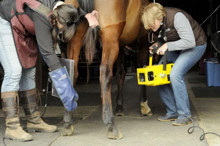 Third Coast Equine Veterinary Services, LLC Picture 6