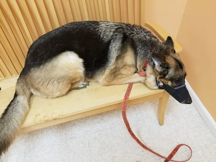 Hometown Veterinary Care Picture 5