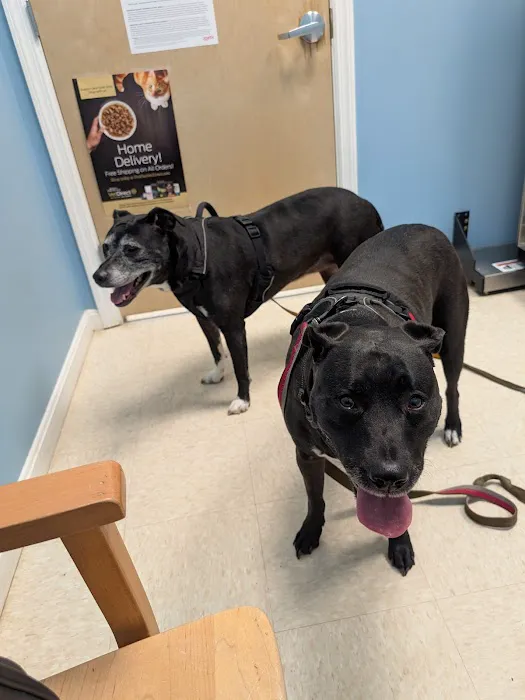 Hometown Veterinary Care Picture 1