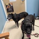 Hometown Veterinary Care