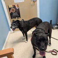 Hometown Veterinary Care ico