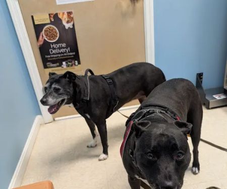 Hometown Veterinary Care