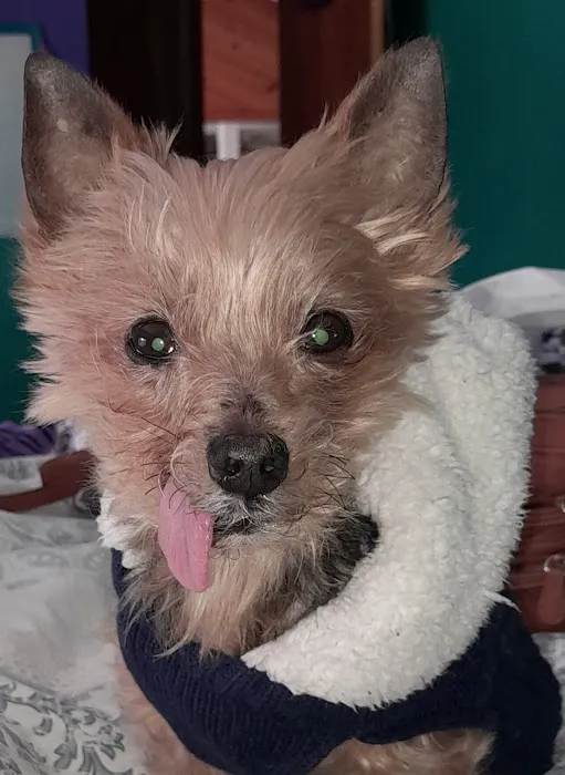 Hometown Veterinary Care Picture 3