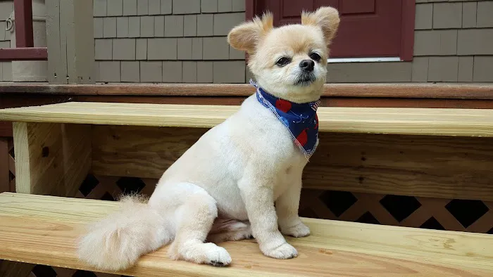 Hometown Veterinary Care Picture 4